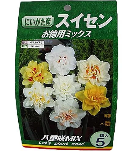 Amazon.co.jp: 水仙 【ラッパ咲き 黄花】 球根 （2球入） （植え付け